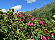 15 Rododendro rosso (Rhododendron ferrugineum)